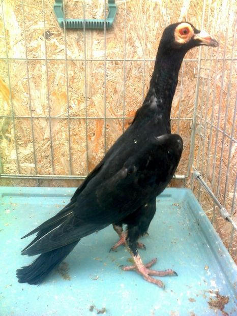 fotografie3305_001 - 13 --- Masculi