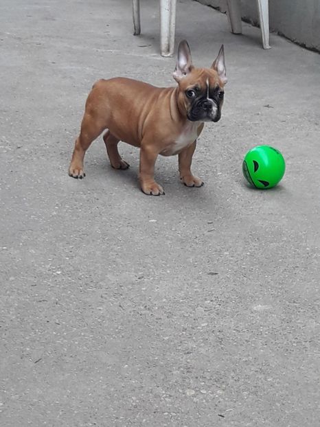 IMG-20180101-WA0008 - Bulldog francez de vanzare