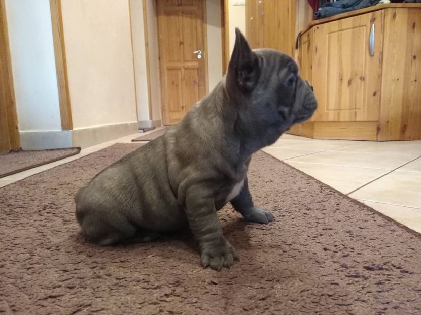 IMG-20171230-WA0004 - Bulldog francez de vanzare