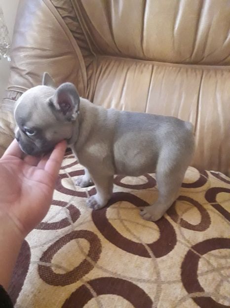  - Bulldog francez de vanzare