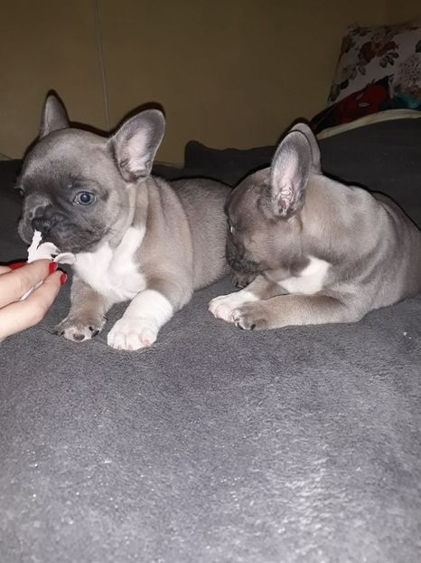 IMG-20171216-WA0007 - Bulldog francez de vanzare