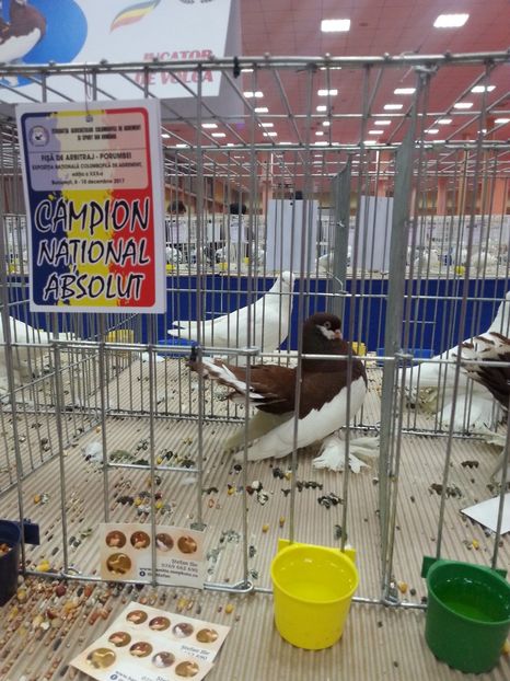  - Expozitia Nationala Bucuresti 2017