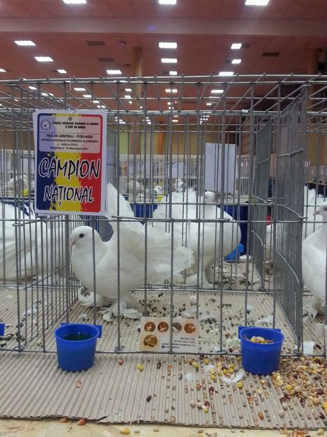  - Expozitia Nationala Bucuresti 2017