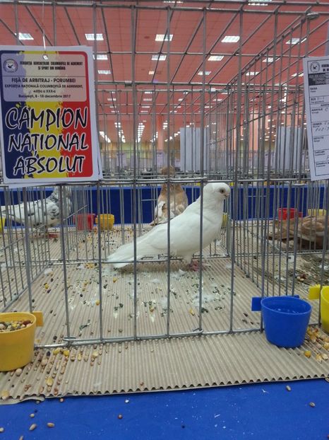  - Expozitia Nationala Bucuresti 2017