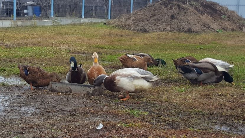  - 4 -Rouen si Saxone - matca 2018