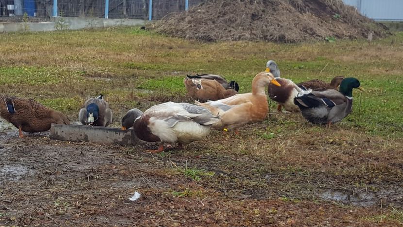  - 4 -Rouen si Saxone - matca 2018