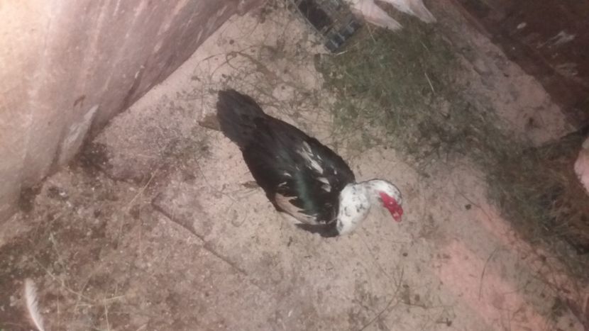 Hades nu mai are companie :))) - 01 - Matca pentru 2018