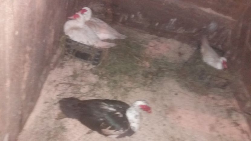 Hera (dreapta) - 01 - Matca pentru 2018