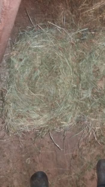 ... - 01 - Matca pentru 2018