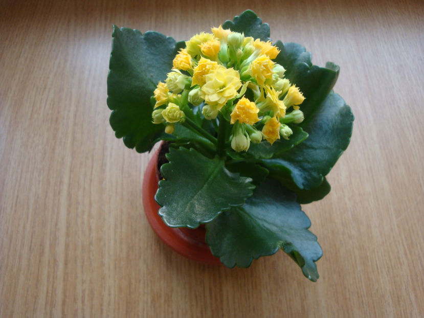 Kalanchoe blossfeldiana Poelln 1934. - Genul Kalanchoe