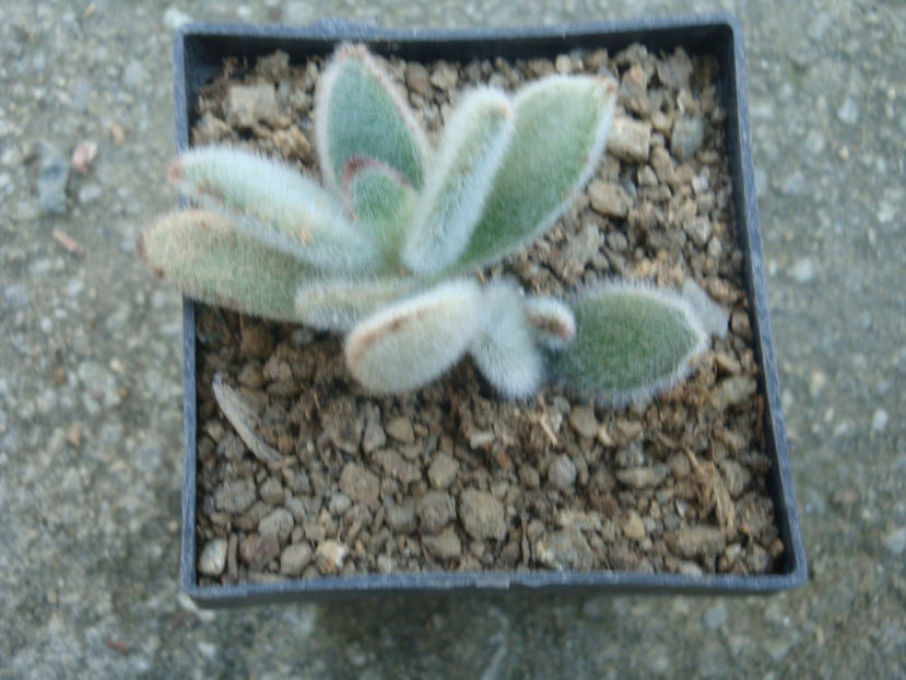 Kalanchoe tomentosa Baker 1882. - Genul Kalanchoe