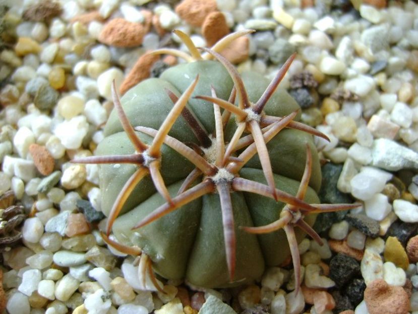 Echinocactus horizonthalonius, San Rafael, Galeana, NL - Cactusi 2017 final de an