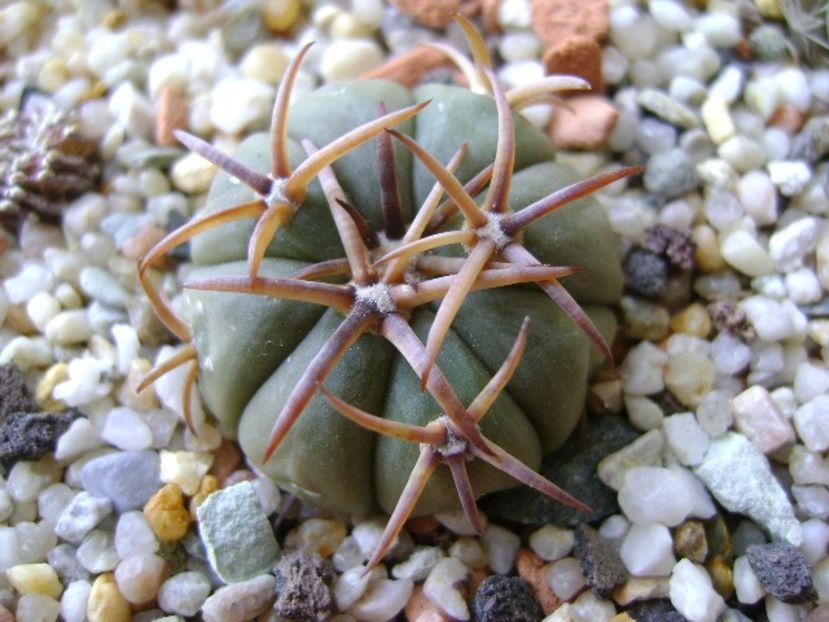 Echinocactus horizonthalonius, San Rafael, Galeana, NL - Cactusi 2017 final de an