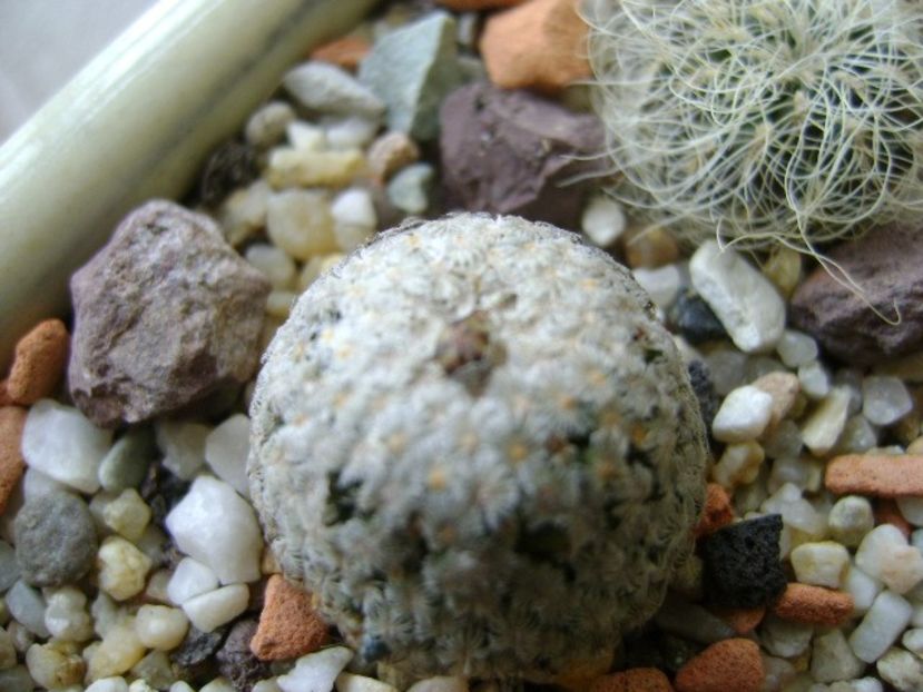Turbinicarpus valdezianus, MM 96 Tecolotes, Zac., boboci - Cactusi 2017 final de an
