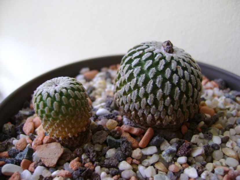 Turbinicarpus pseudopectinatus v. rubriflorus & Turbinicarpus pseudopectinatus - Cactusi 2017 final de an