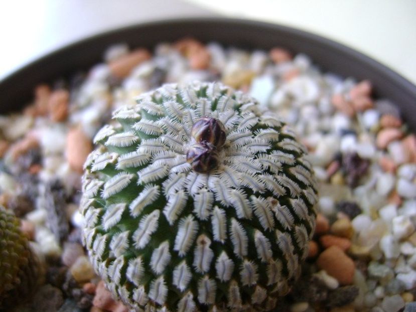 Turbinicarpus pseudopectinatus - Cactusi 2017 final de an