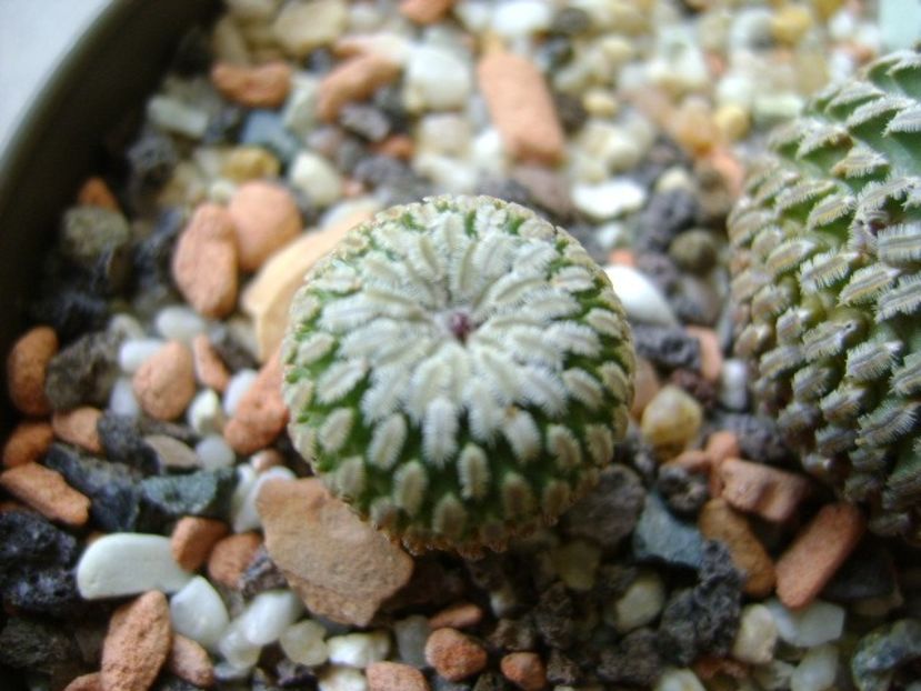 Turbinicarpus pseudopectinatus v. rubriflorus, MZ 736 Dr Arroyo, NL - Cactusi 2017 final de an