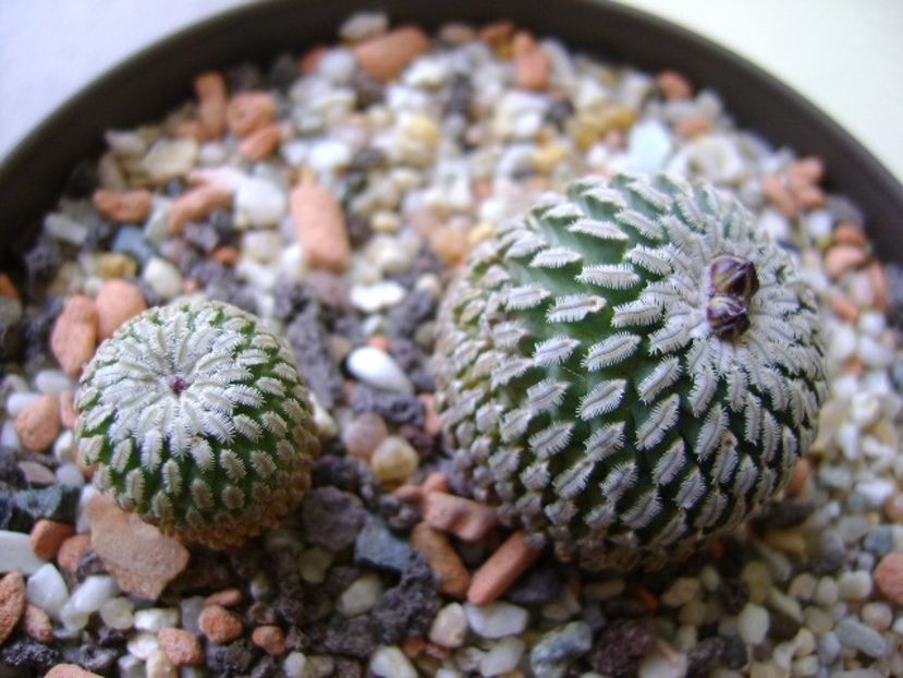 Turbinicarpus pseudopectinatus v. rubriflorus, MZ 736 Dr Arroyo, NL & Turbinicarpus pseudopectinatus - Cactusi 2017 final de an