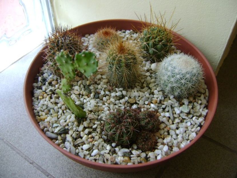 Grup de 7 cactusi - Cactusi 2017 final de an