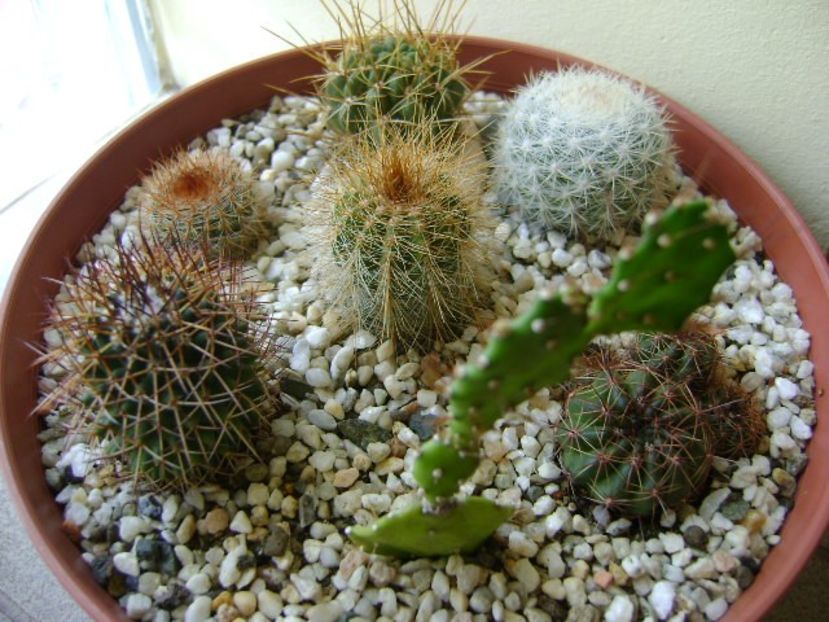 Grup de 7 cactusi - Cactusi 2017 final de an