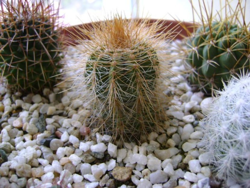 Notocactus magnificus - Cactusi 2017 final de an