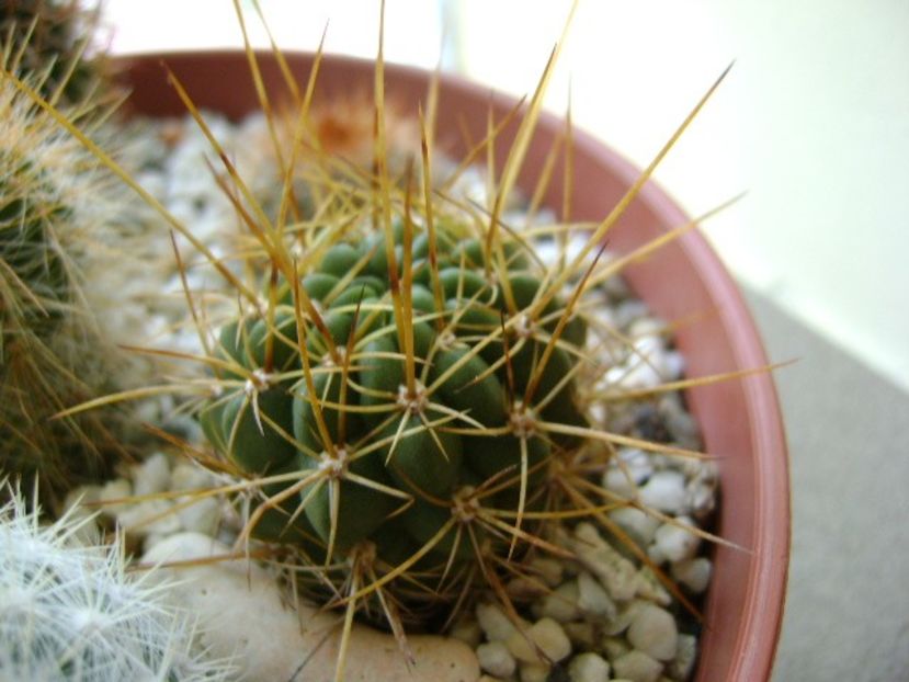 Lobivia aculeata (Echinopsis pentlandii) - Cactusi 2017 final de an