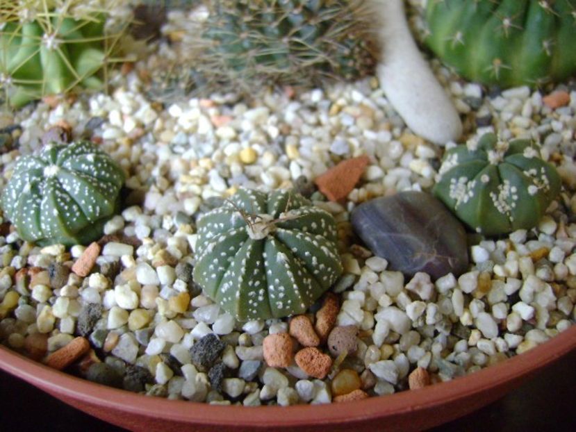 Astrophytum asterias hb. (3 exemplare) - Cactusi 2017 final de an