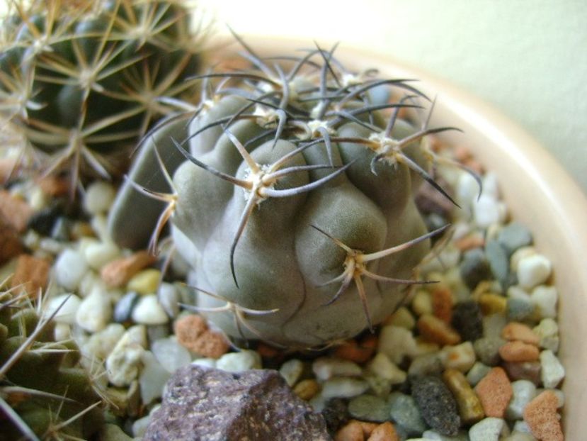 Acanthocalycium glaucum - Cactusi 2017 final de an