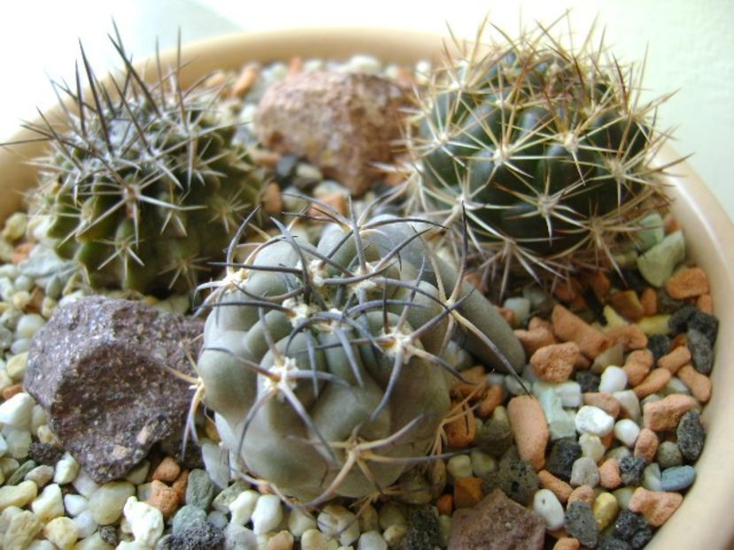 Acanthocalycium glaucum - Cactusi 2017 final de an