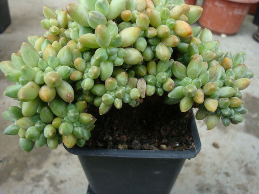 Pachyphytum compactum J.N.Rose 1911. f. cristata - Genul Pachyphytum