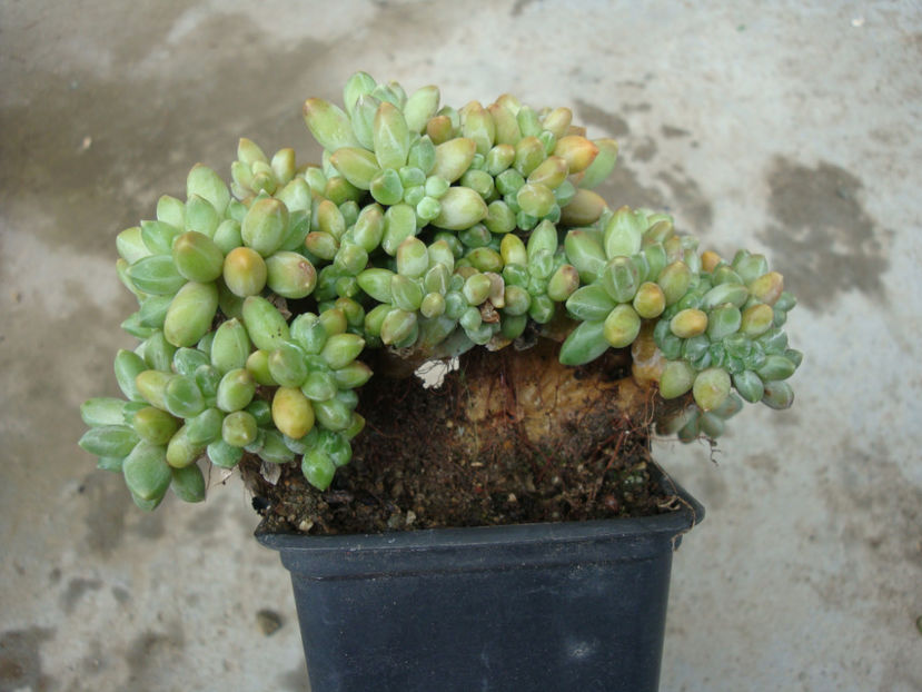 Pachyphytum compactum J.N.Rose 1911. f. cristata - Genul Pachyphytum