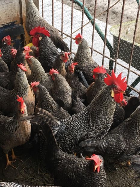 0FF0F0FA-7DC7-4912-B02C-8D66250E7FB4 - AAA Italiene creele-barate argintii si barate 2018