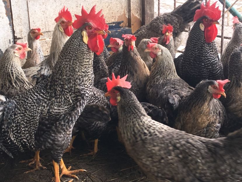 4280C485-5684-4B4E-B284-C9B1BBAD743A - AAA Italiene creele-barate argintii si barate 2018