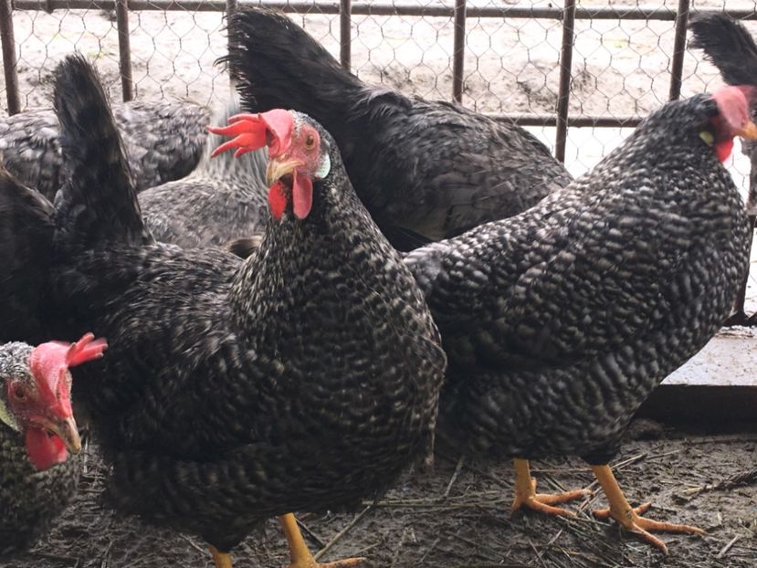 BEB1E38B-1BB6-41D5-9AA2-2D930E9F2A90 - AAA Italiene creele-barate argintii si barate 2018