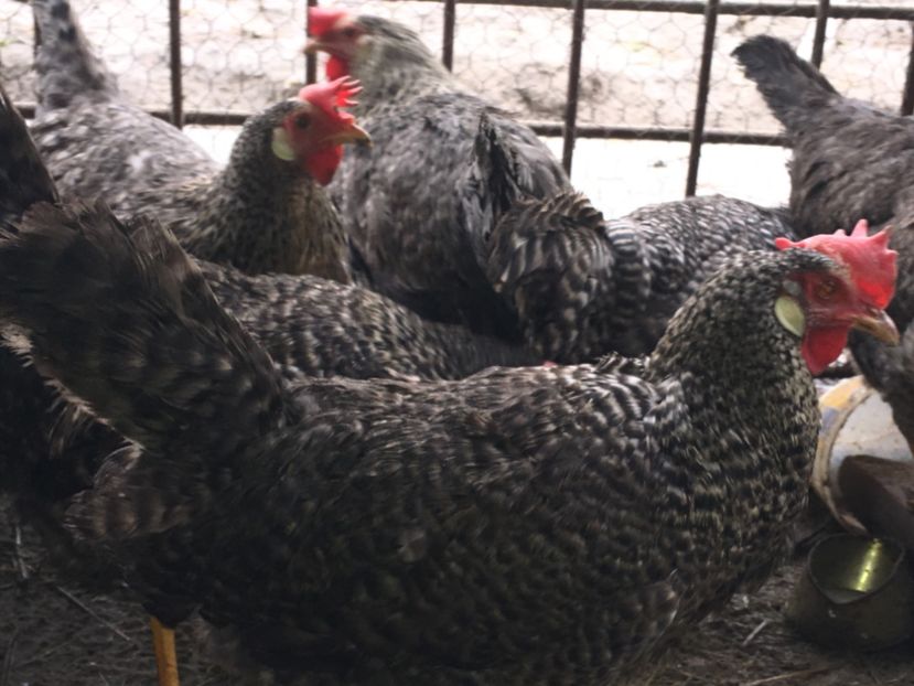 177B7D2E-6AAF-4936-B074-675DA038BEF4 - AAA Italiene creele-barate argintii si barate 2018