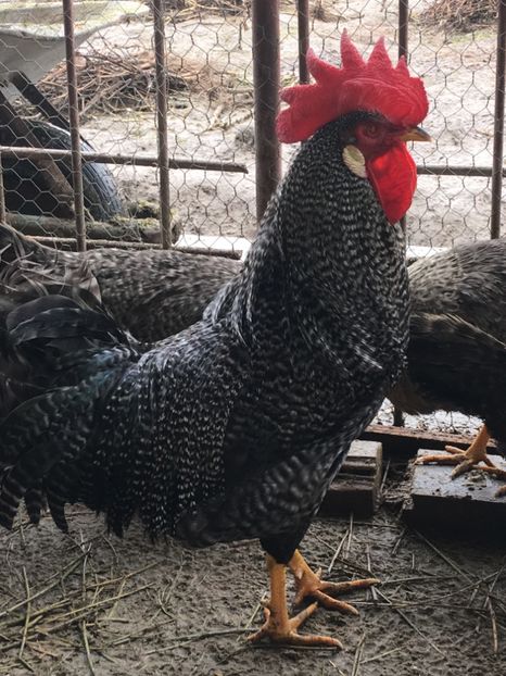 CFB8F491-ED8F-4B5F-8CA4-25157CB913FE - AAA Italiene creele-barate argintii si barate 2018