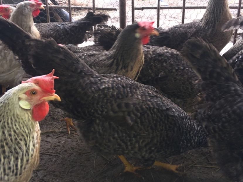 92350BD2-3AF9-41BA-9C97-180B5B1BFCBF - AAA Italiene creele-barate argintii si barate 2018