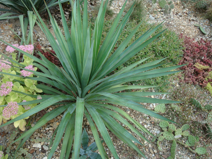 Yucca gloriosa var. recurvifolia (Salisb.) Engelm.1873. - Genul Yucca