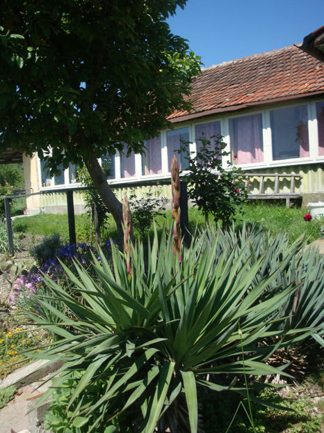 Yucca gloriosa var. recurvifolia (Salisb.) Engelm.1873 (3) - Genul Yucca