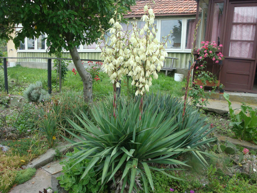 Yucca gloriosa var. recurvifolia (Salisb.) Engelm.1873. - Genul Yucca