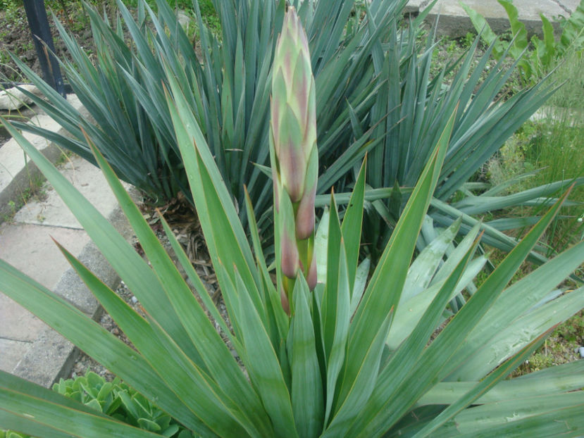 Yucca gloriosa var. recurvifolia (Salisb.) Engelm.187 - Genul Yucca