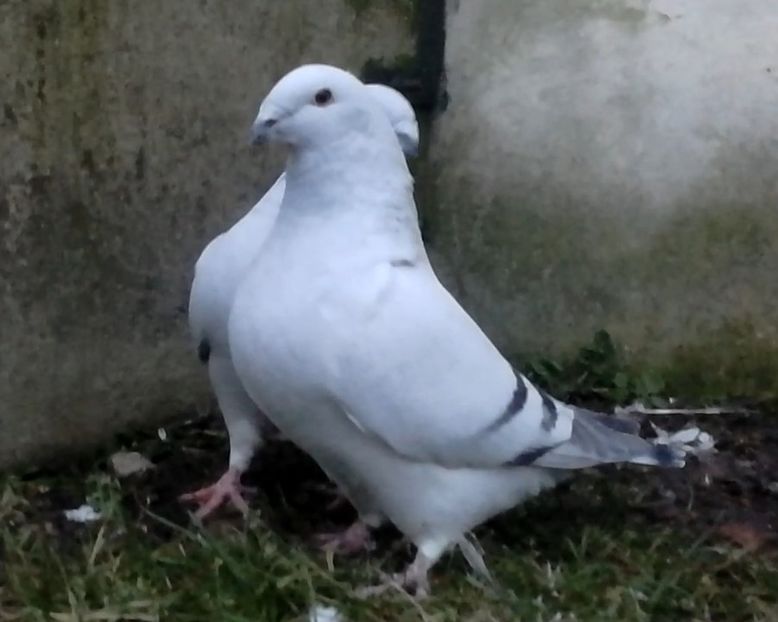 JRS32-ARCHIWUM - d- MŁODE 17- Young 17