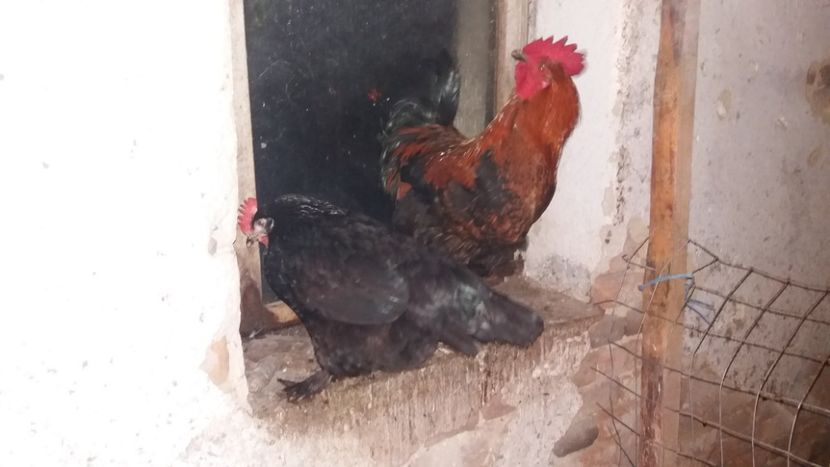  - Marans negru aramiu 2018