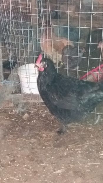  - Marans negru aramiu 2018