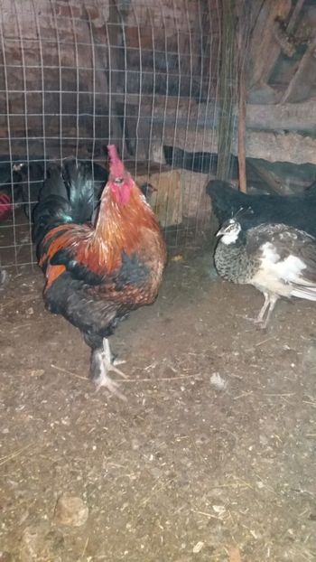  - Marans negru aramiu 2018