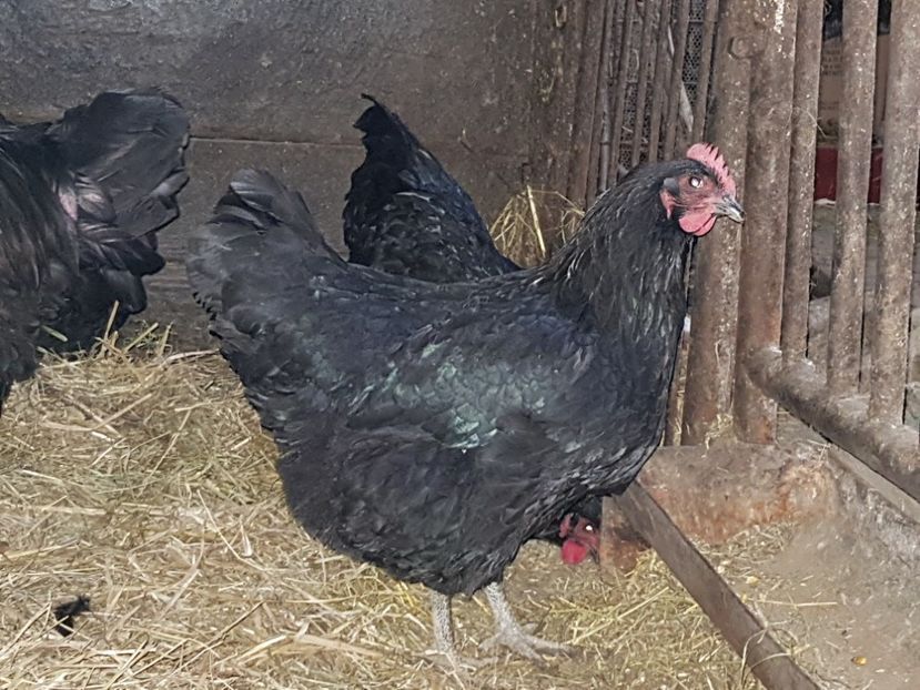 fam 1 - Jersey Giant