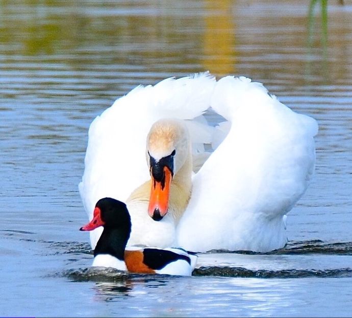  - Un fel de rai pe pământ!