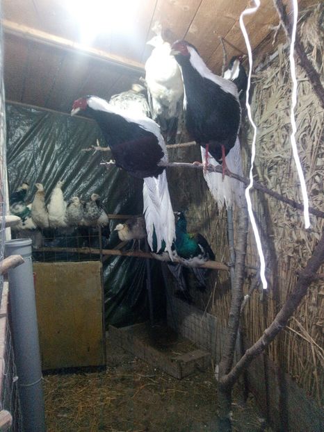 poze fetele si pasari 133 - Copy - la culcare