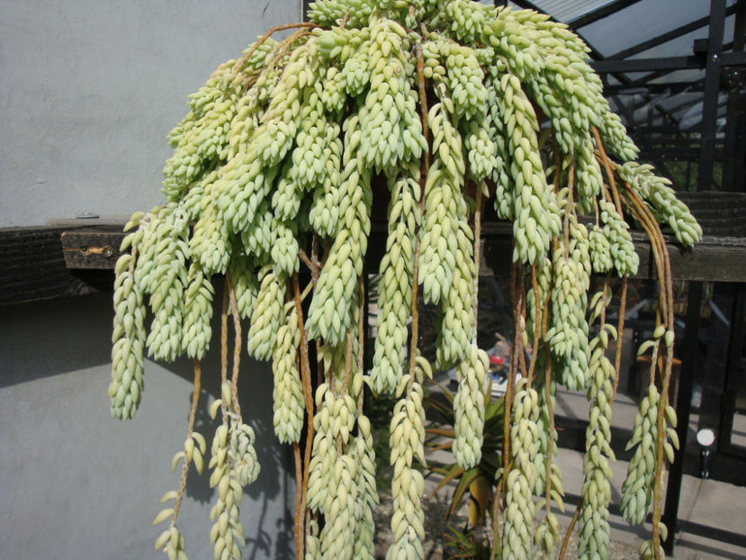 Sedum morganianum  E.Walther 1938. - Genul Sedum