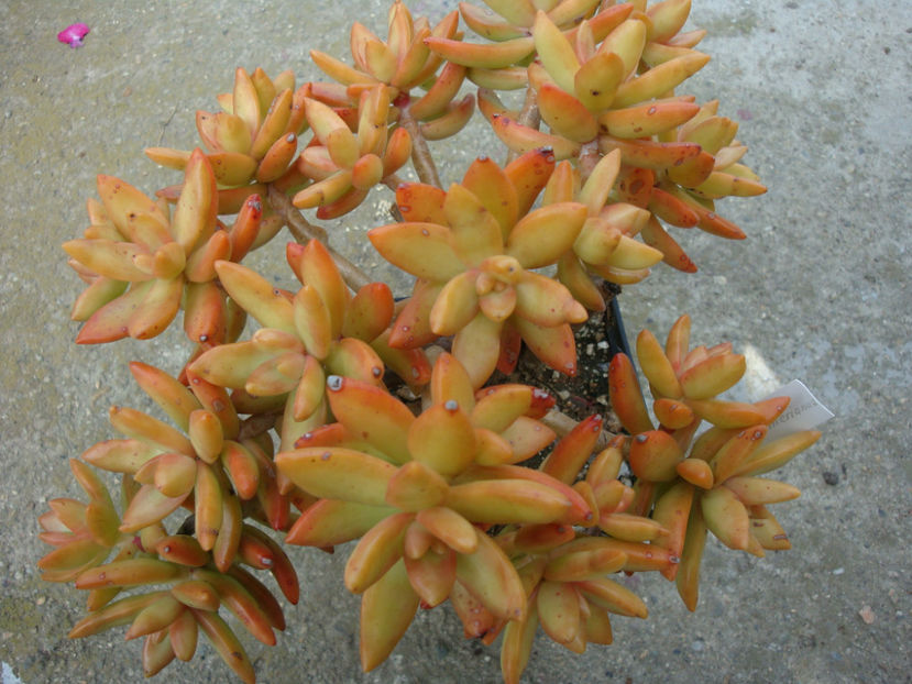 Sedum nussbaumerianum Bitter 1923. - Genul Sedum